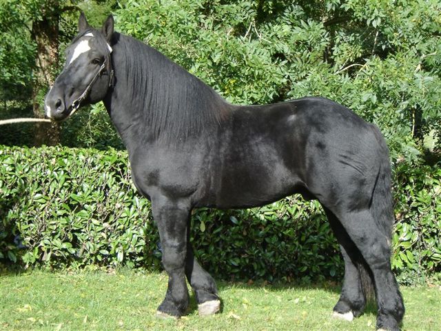 Percheron 1 - horse Breeds | ცხენის ჯიშები| cxenis jishebi