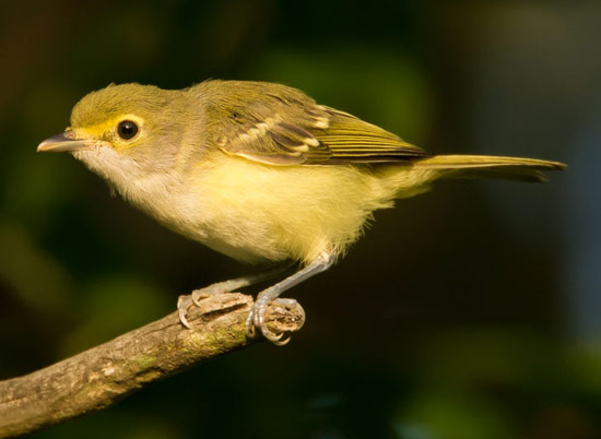 White-eyed Vireo - Bird Species | Frinvelis jishebi | ფრინველის ჯიშები