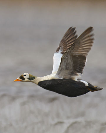 Spectacled Eider - Bird Species | Frinvelis jishebi | ფრინველის ჯიშები