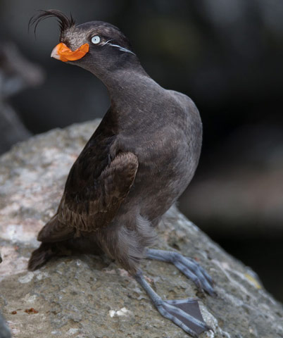 Crested Auklet - Bird Species | Frinvelis jishebi | ფრინველის ჯიშები