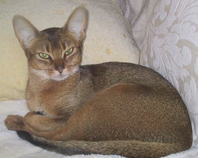 Aegean cat - cat Breeds | კატის ჯიშები | katis jishebi