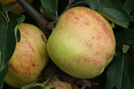 Gravenstein - Apple Varieties