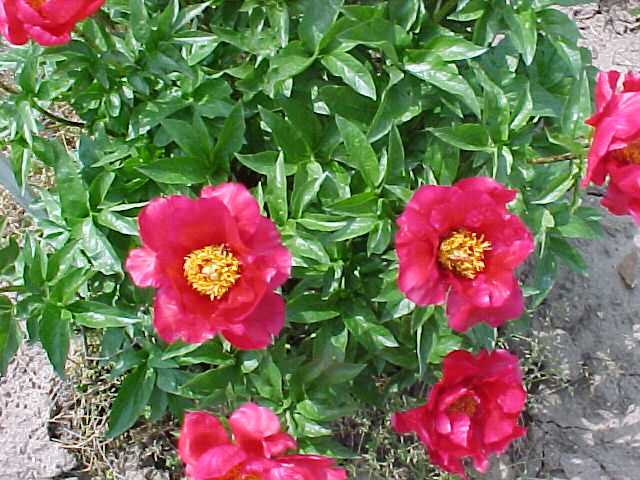 Blaze -                                                                                                                 Peonies species| PIONI | პიონი