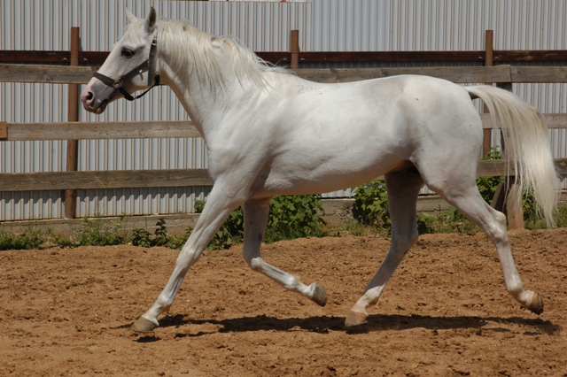Tersk - horse Breeds | ცხენის ჯიშები| cxenis jishebi