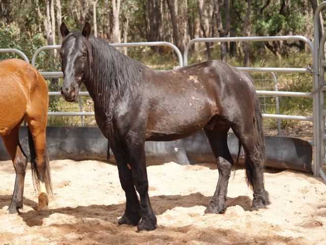 Waler 1 - horse Breeds | ცხენის ჯიშები| cxenis jishebi