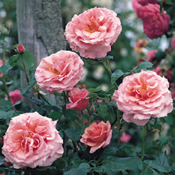 Aloha - Rose Varieties | VARDI | ვარდი                                                                                                                