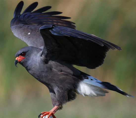 Snail Kite - Bird Species | Frinvelis jishebi | ფრინველის ჯიშები