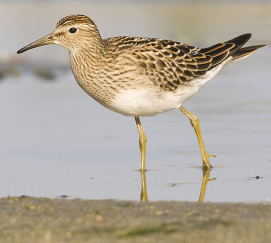 Pectoral Sandpiper - Bird Species | Frinvelis jishebi | ფრინველის ჯიშები
