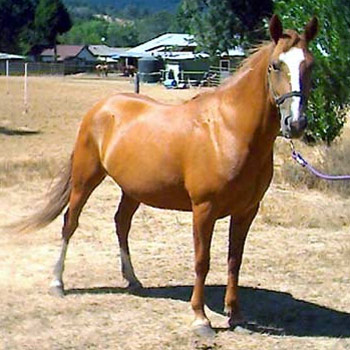 American Mustang - horse Breeds | ცხენის ჯიშები| cxenis jishebi