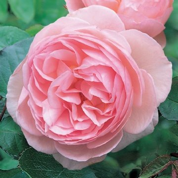 Heritage - Rose Varieties | VARDI | ვარდი                                                                                                                