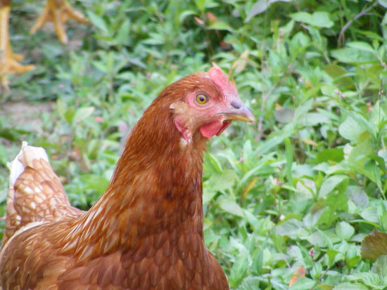 Star 3 - chicken Breeds | ქათმის ჯიშები | qatmis jishebi