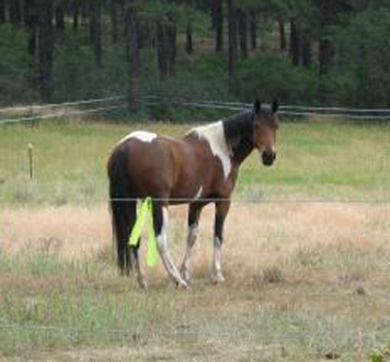 American Walking Pony - horse Breeds | ცხენის ჯიშები| cxenis jishebi
