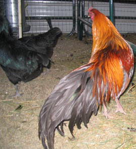 Cubalaya 2 - chicken Breeds | ქათმის ჯიშები | qatmis jishebi