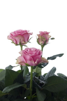 Violetta - Rose Varieties | VARDI | ვარდი                                                                                                                