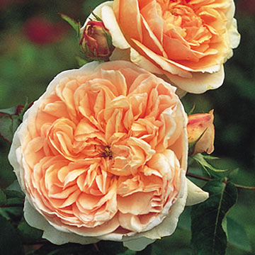 Evelyn - Rose Varieties | VARDI | ვარდი                                                                                                                