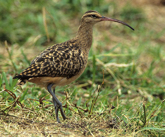 Bristle-thighed Curlew - Bird Species | Frinvelis jishebi | ფრინველის ჯიშები