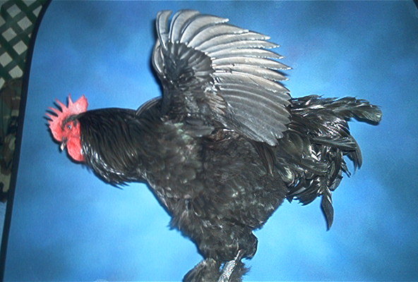 Langshan 3 - chicken Breeds | ქათმის ჯიშები | qatmis jishebi