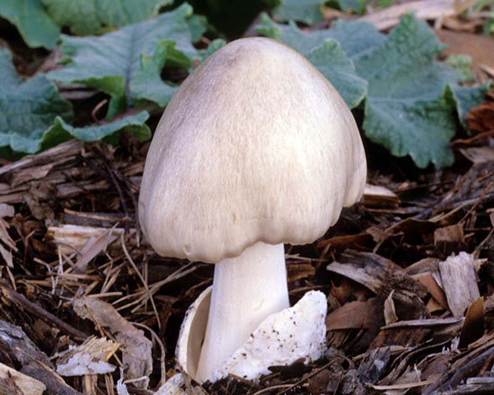 Volvariella speciosa - Fungi species | sokos jishebi | სოკოს ჯიშები