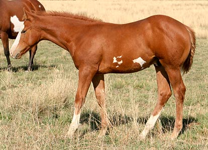 Quarter Horse 3 - horse Breeds | ცხენის ჯიშები| cxenis jishebi
