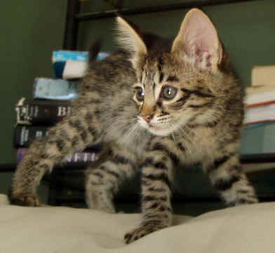 Savannah 1 - cat Breeds | კატის ჯიშები | katis jishebi