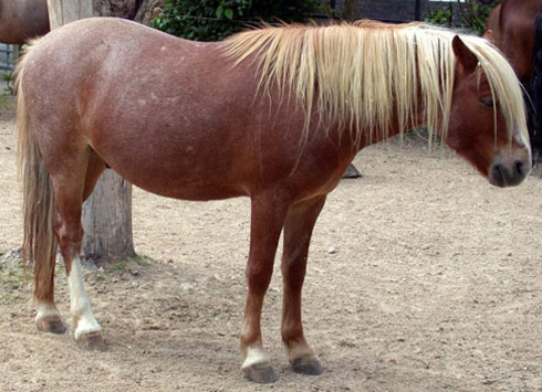 Anadolu Pony - horse Breeds | ცხენის ჯიშები| cxenis jishebi