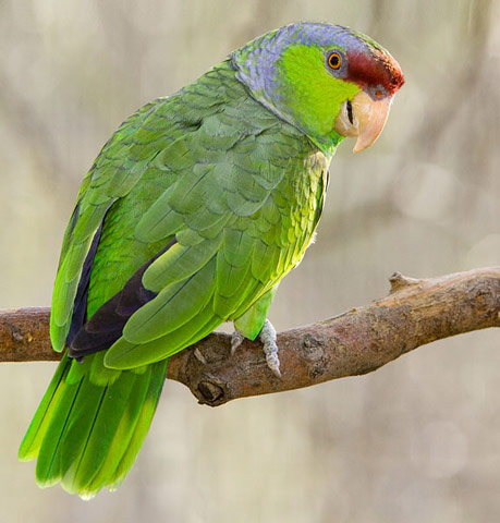 Lilac-crowned Parrot - Bird Species | Frinvelis jishebi | ფრინველის ჯიშები
