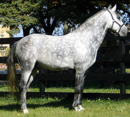 Lusitano 3 - horse Breeds | ცხენის ჯიშები| cxenis jishebi