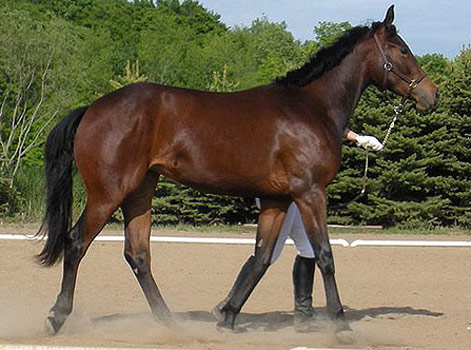 American Warmblood Horse - horse Breeds | ცხენის ჯიშები| cxenis jishebi