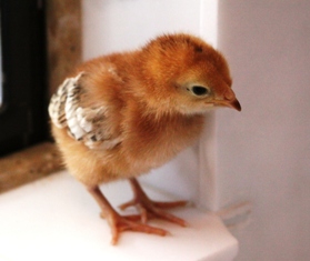 New Hampshire Red - chicken Breeds | ქათმის ჯიშები | qatmis jishebi