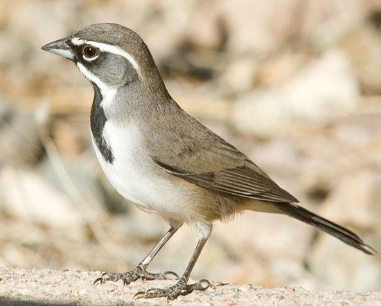 Black-throated Sparrow - Bird Species | Frinvelis jishebi | ფრინველის ჯიშები
