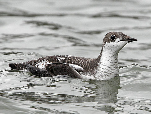 Long-billed Murrelet - Bird Species | Frinvelis jishebi | ფრინველის ჯიშები