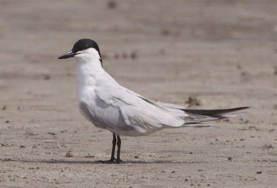 Gull-billed Tern - Bird Species | Frinvelis jishebi | ფრინველის ჯიშები