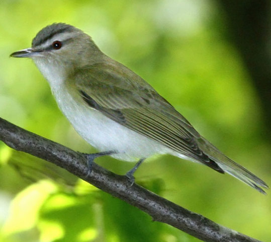 Red-eyed Vireo - Bird Species | Frinvelis jishebi | ფრინველის ჯიშები