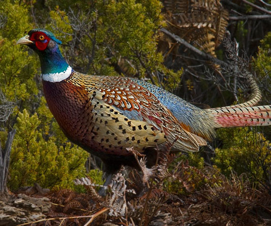 Ring-necked Pheasant - Bird Species | Frinvelis jishebi | ფრინველის ჯიშები