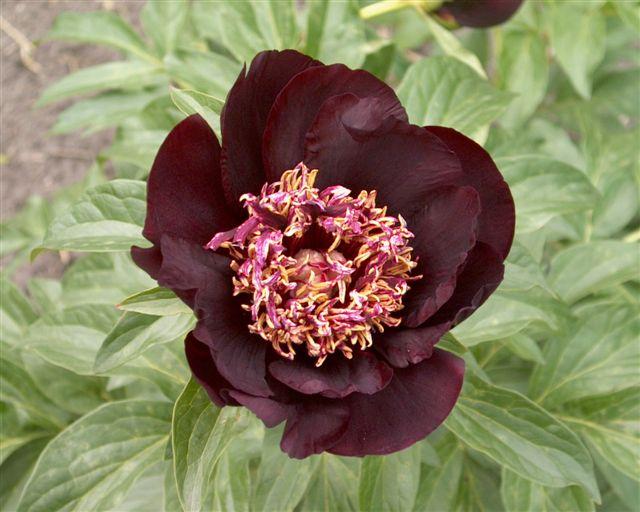 Chocolate Soldier -                                                                                                                 Peonies species| PIONI | პიონი