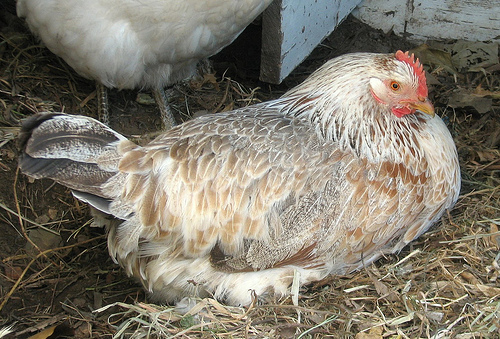 Dorking 3 - chicken Breeds | ქათმის ჯიშები | qatmis jishebi