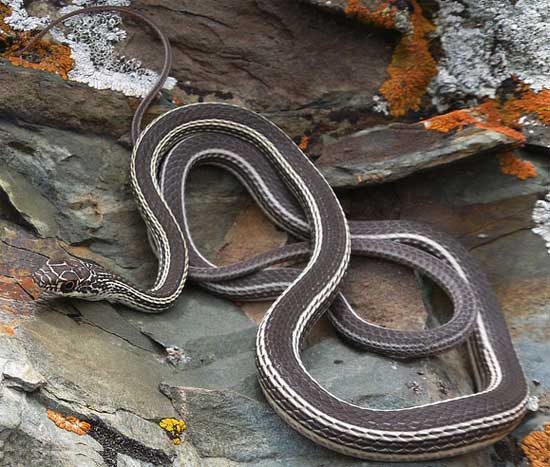 Coluber taeniatus taeniatus - Desert Striped Whipsnake - snake species | gveli | გველი