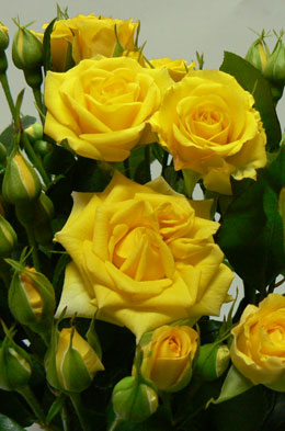 Yellow Babe - Rose Varieties | VARDI | ვარდი                                                                                                                
