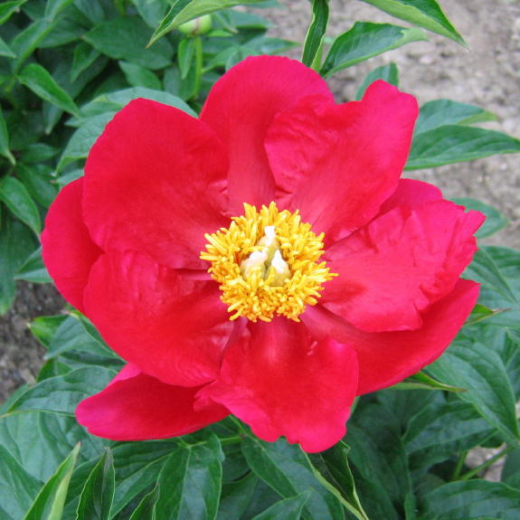 America -                                                                                                                 Peonies species| PIONI | პიონი
