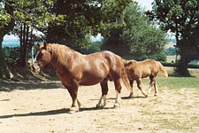 Breton 2 - horse Breeds | ცხენის ჯიშები| cxenis jishebi