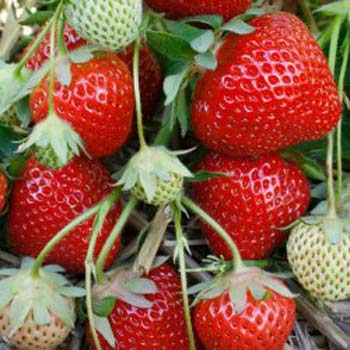 Fenella - Strawberry Varieties