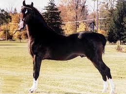 Hackney 1 - horse Breeds | ცხენის ჯიშები| cxenis jishebi