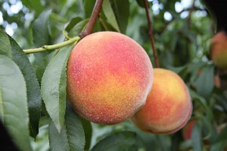 Redskin - Peach Varieties