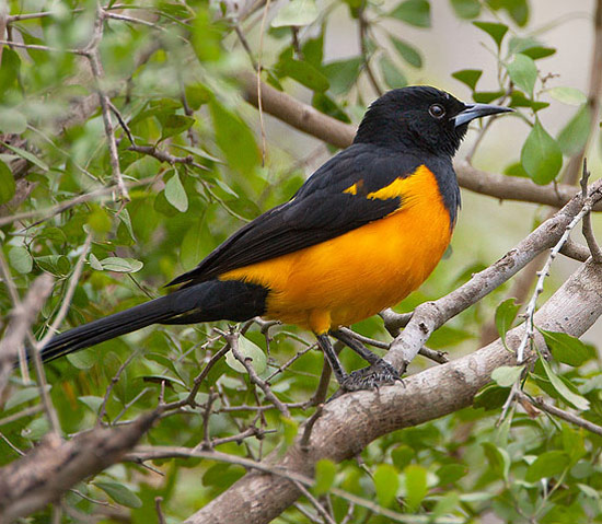 Black-vented Oriole - Bird Species | Frinvelis jishebi | ფრინველის ჯიშები