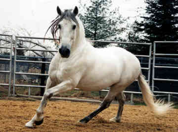 Andalusian 3 - horse Breeds | ცხენის ჯიშები| cxenis jishebi
