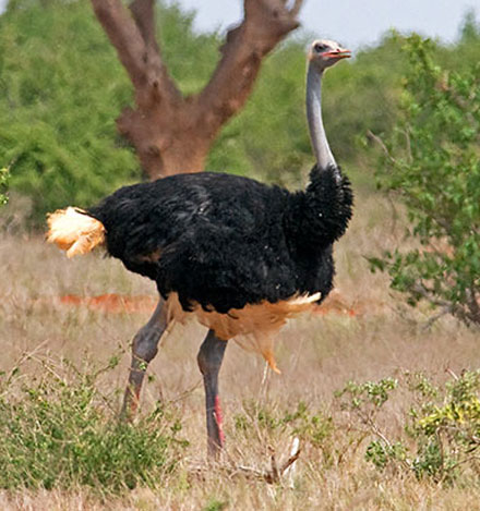Struthionidae - Bird Species | Frinvelis jishebi | ფრინველის ჯიშები