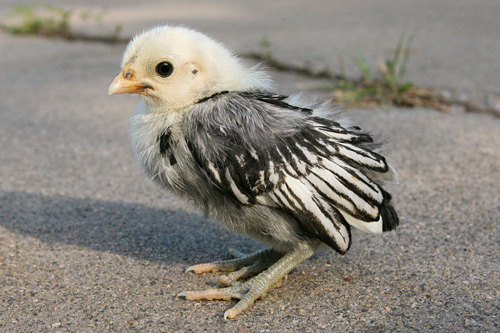 Sebright 1 - chicken Breeds | ქათმის ჯიშები | qatmis jishebi
