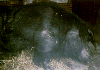 Minzhu - pig breeds | goris jishebi | ღორის ჯიშები