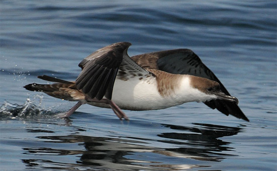 Black-vented Shearwater - Bird Species | Frinvelis jishebi | ფრინველის ჯიშები