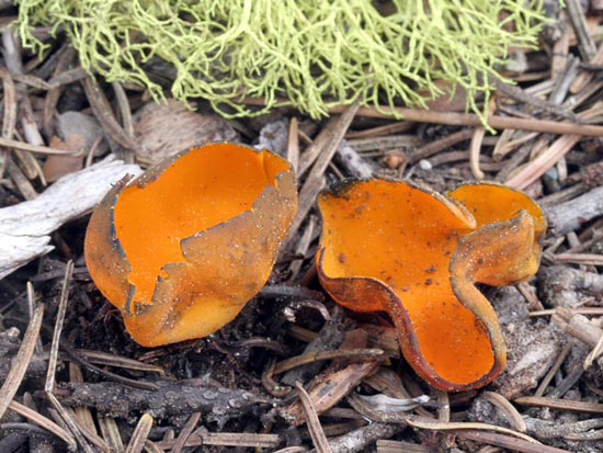 Caloscypha fulgens - Fungi species | sokos jishebi | სოკოს ჯიშები